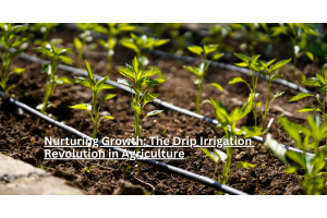 Nurturing Growth: The Drip Irrigation Revolution in Agriculture