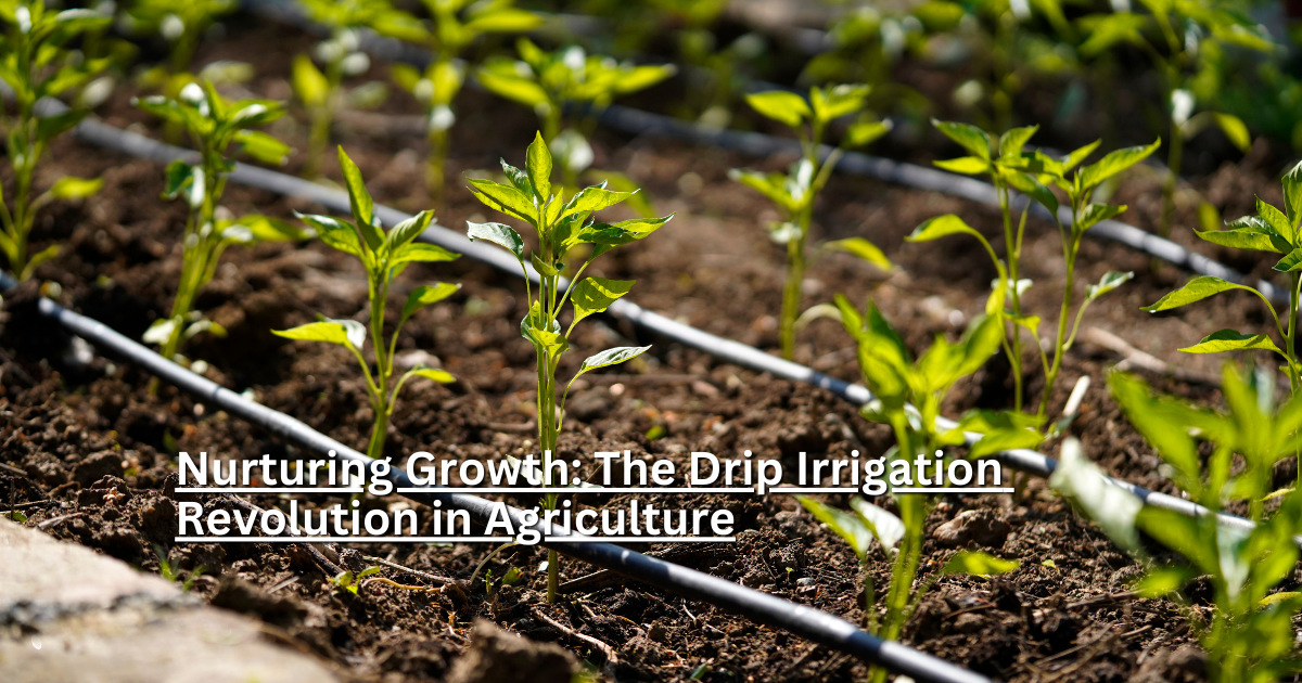 Nurturing Growth: The Drip Irrigation Revolution in Agriculture